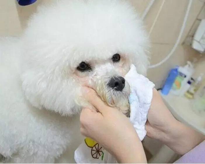 狗狗有泪痕很麻烦,教你如何解决泪痕