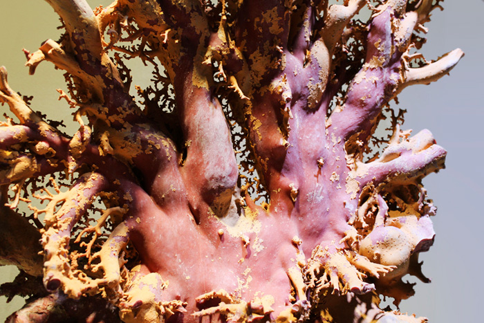 台湾博物馆红珊瑚是真的吗,红珊瑚馆藏品欣赏