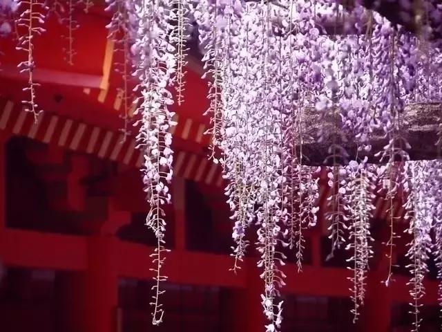 日本樱花之旅,日本紫藤之旅