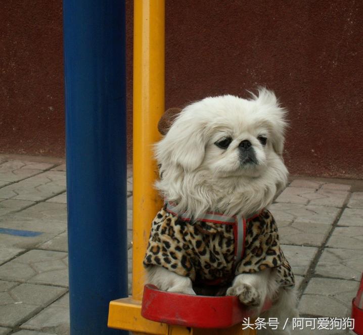 京巴犬以后趋势,京巴犬放开会跑么