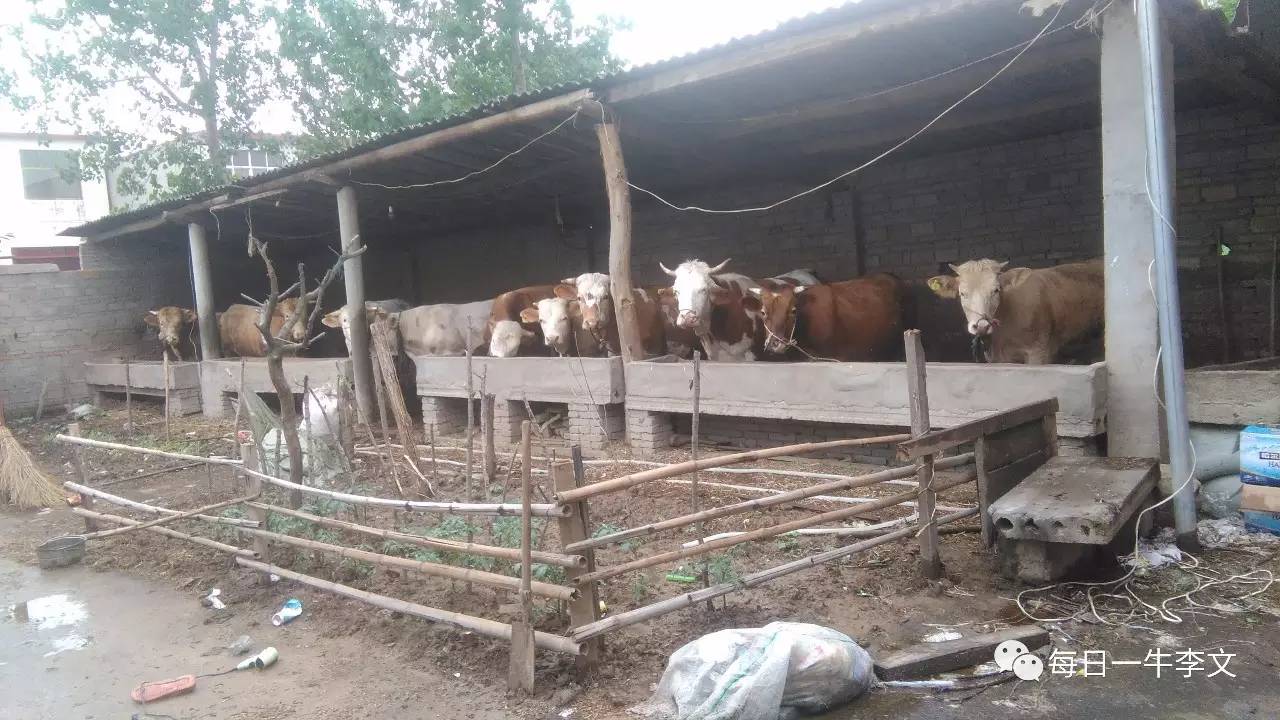 养牛的真实忠告,养牛4年的经验总结怎么写