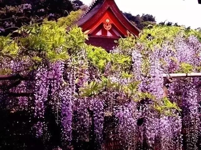 日本樱花之旅,日本紫藤之旅