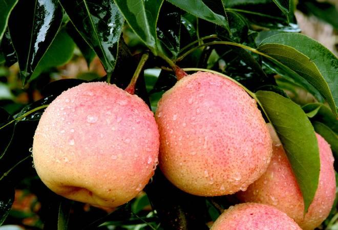 浜戝崡绾㈡渤娉歌タ缇庡コ,浜戝崡娉歌タ鍘跨編濂虫紓浜悧