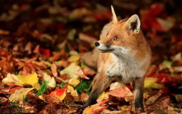 野狐禅的故事,野狐杂谈的经典故事