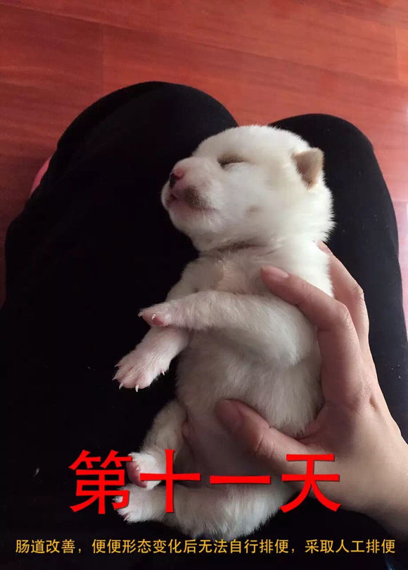 捡到了流浪狗怎么养,流浪小奶狗刚到家怎么养