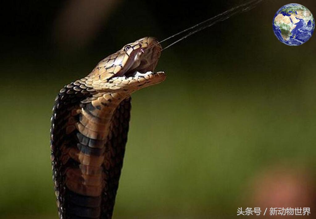 毒蛇和眼镜蛇毒液,毒蛇眼镜蛇的毒液