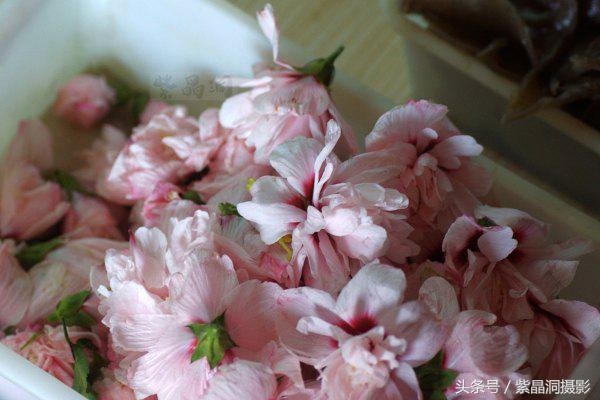 胎盘敢吃吗？这菜还拿了浙江当地金奖