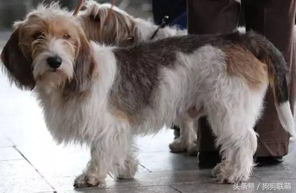 哈士奇狗狗品种及价格图片大全,有哪些小泰迪狗狗品种好