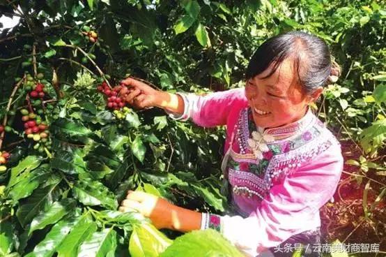 咖啡国际期货交易平台,云南咖啡市场最新消息