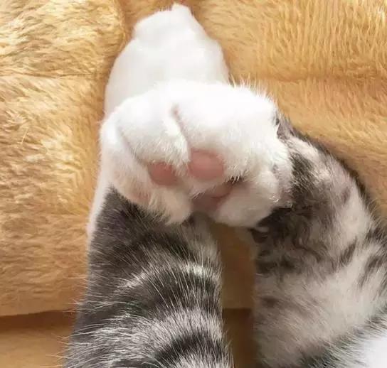 这么可爱的白手套，我能抱着摸一年！