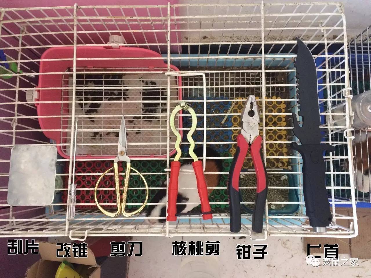 荷兰猪尿垢怎么清洗,荷兰猪尿渍怎么处理