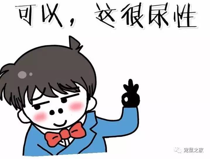 荷兰猪尿垢怎么清洗,荷兰猪尿渍怎么处理