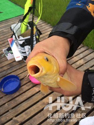 最新黑坑鱼竿测评,黑坑测试鲫鱼3.6米鱼竿推荐