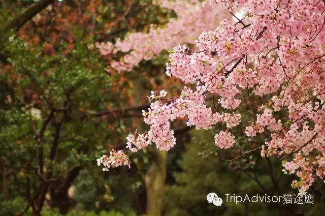 正逢樱花烂漫,何必远行带上这份攻略带你去赏樱