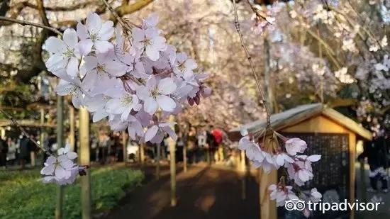 正逢樱花烂漫,何必远行带上这份攻略带你去赏樱