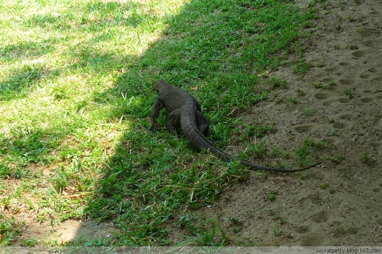 在孤独小岛上追蜥蜴、为岛民演奏音乐、玩浮潜、品冰咖啡，好享受