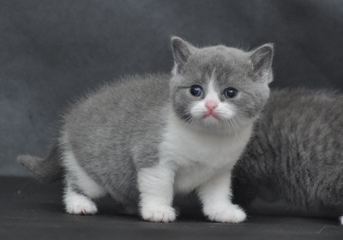 盘点那些最厉害的猫咪,最受欢迎的猫咪品种排行榜前十名