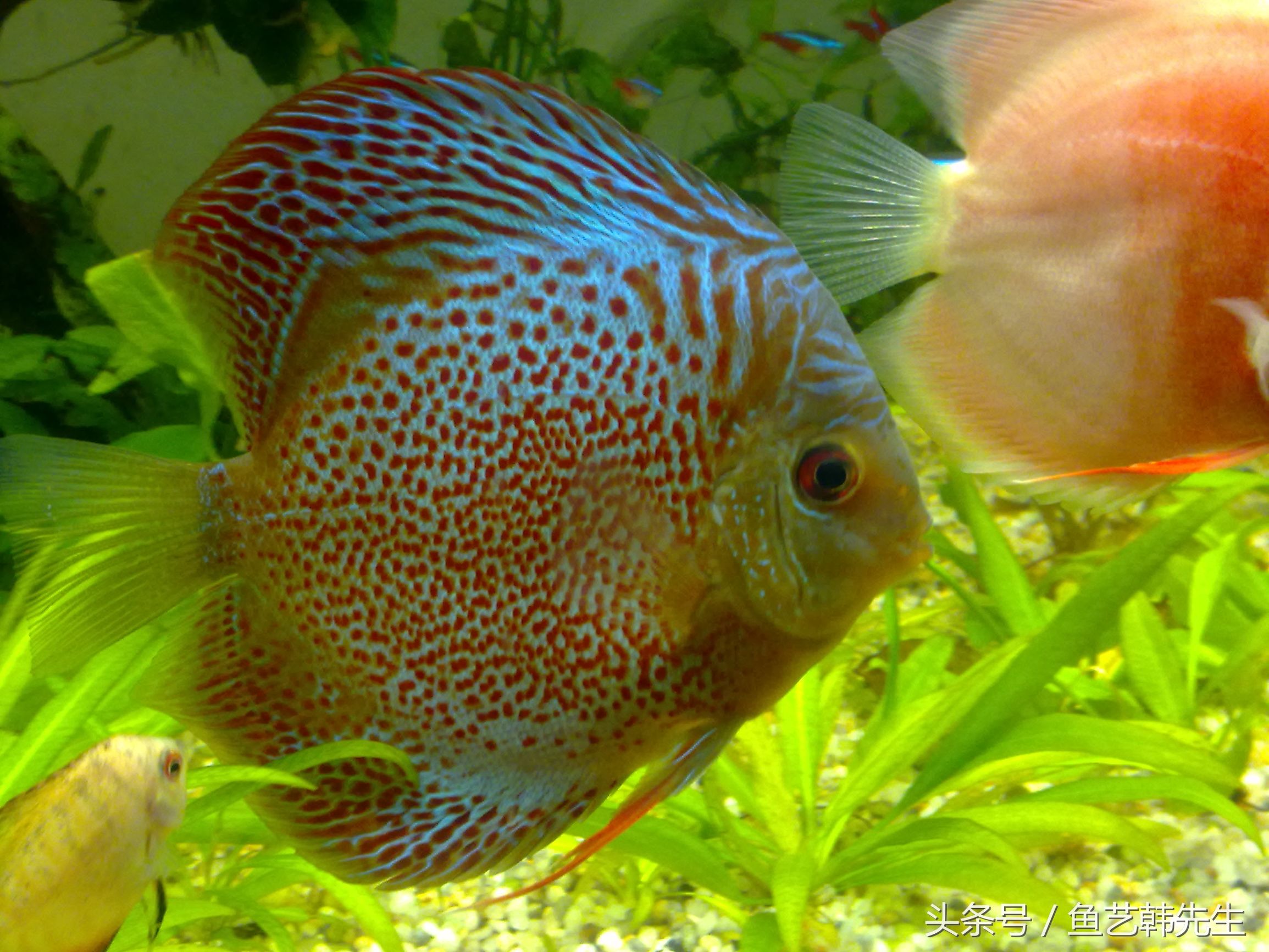 七彩神仙鱼检疫视频教程,七彩神仙鱼检疫有什么作用