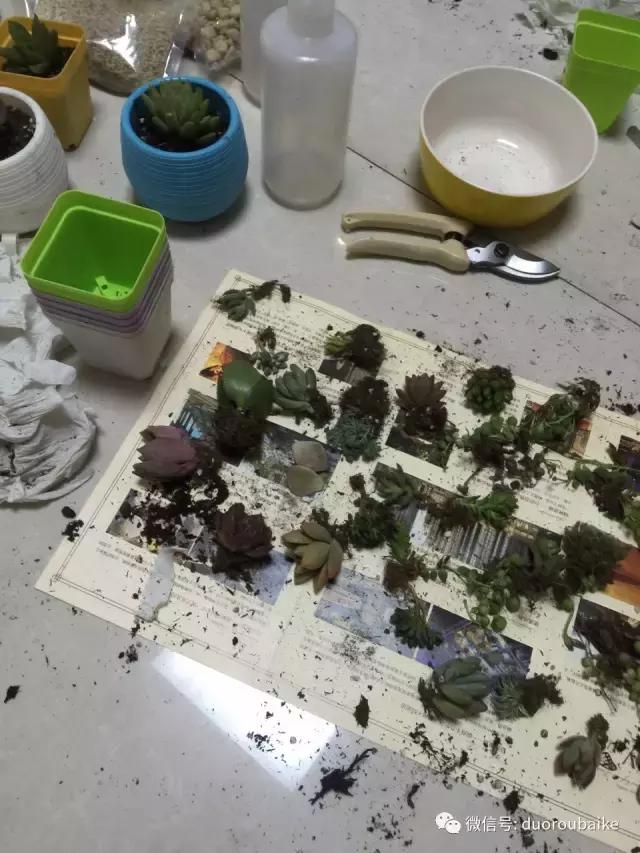 一入肉坑深似海下一句,一入肉坑深似海