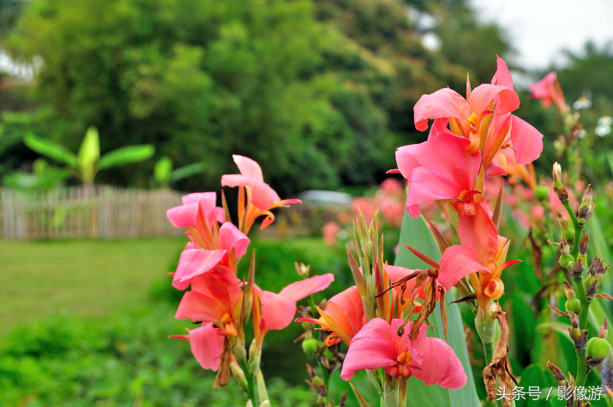 深圳观澜版画村地址,深圳清明踏青线路推荐