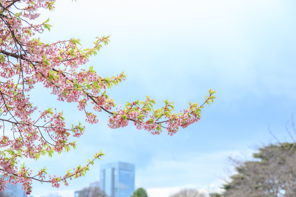 樱花烂漫几多时完整版,日本樱花节赏樱攻略视频大全