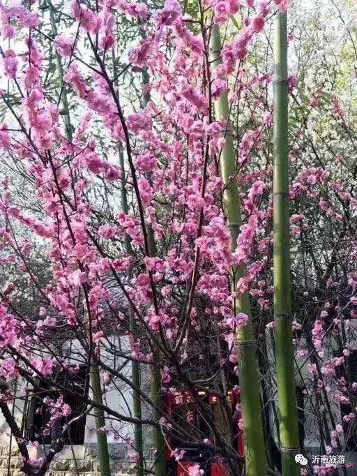 山东沂南秋日花海醉游人,沂南周边看梨花景点