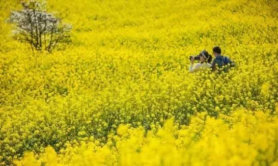 共享单车两分钟免费骑,奔驰smart共享