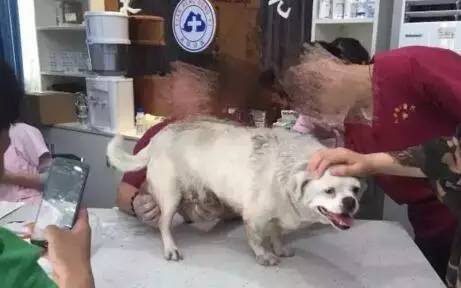 狗狗得了巨型肿瘤,老狗长出巨大肉球