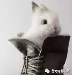 为什么养过兔子的人就不想再养,兔子不想养了咋办