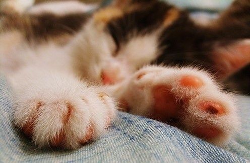 猫咪咬了除蚤项圈,猫咪除跳蚤项圈用法