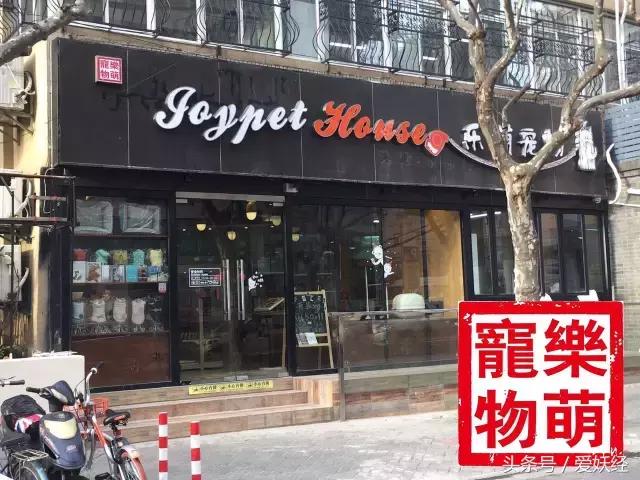 爱妖经养宠怎么玩,爱妖经