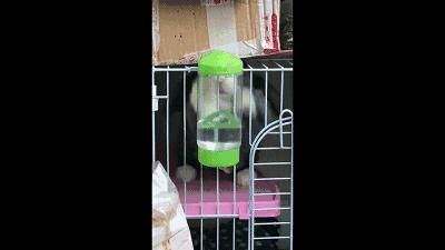 邂逅愚人节！别被兔兔蠢萌的外表所迷惑！