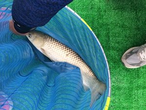 最新黑坑鱼竿测评,黑坑测试鲫鱼3.6米鱼竿推荐