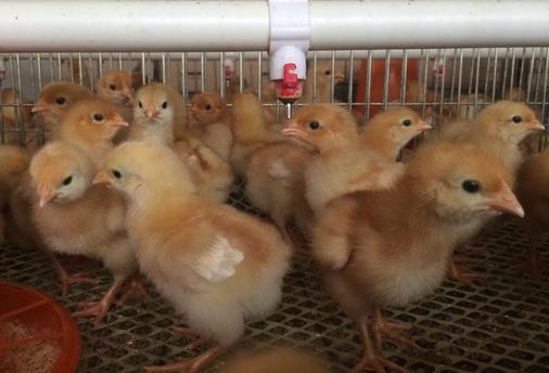 蛋鸡养鸡技术知识大全,养鸡互啄的说说