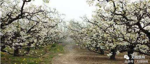 徐州桃花美景,徐州春天又见美好游玩
