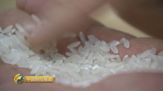 买到假五常大米怎么办,市场上常见的假冒五常大米