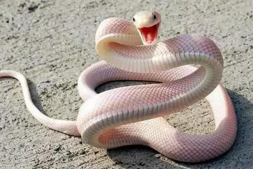 路上碾死蛇的电影全集,夜里路上兔子拦路被撞死