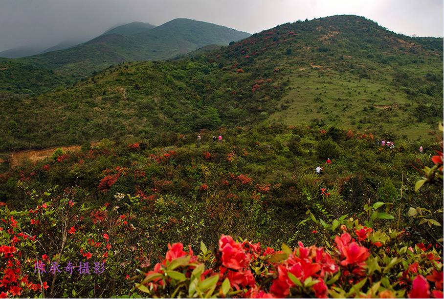 满山的杜鹃红艳艳纯音乐,满山杜鹃红艳艳