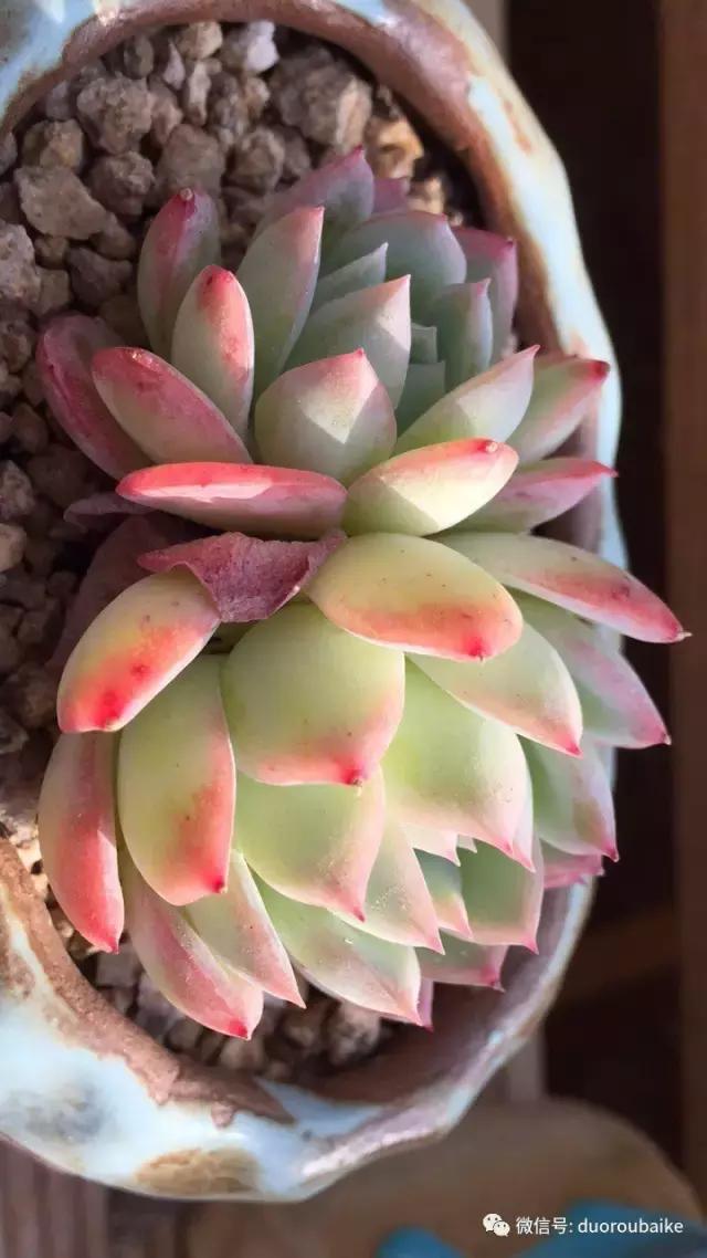 多肉为什么比较坑,多肉基础知识详解
