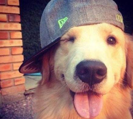 犬瘟和细小会同时得吗么？会交叉感染么？