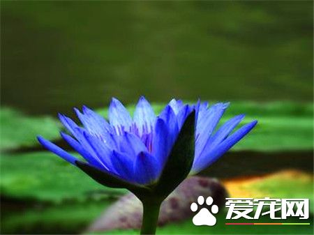 睡莲是怎么传播种子的方式,睡莲的种子是靠什么来传播的