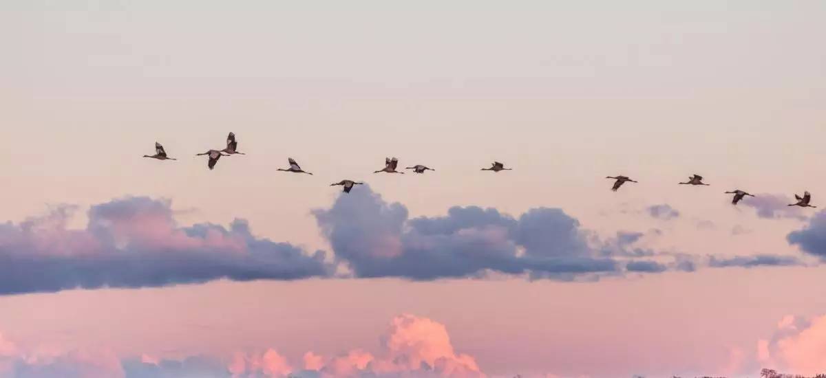 鏄ョ敯鑺辫姳鏃ュ父,鏄ョ敯鑺辫姳鑻辫