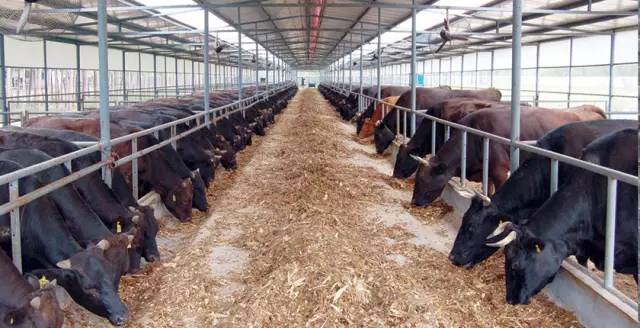 青岛农大现在情况,青岛农大放开了吗