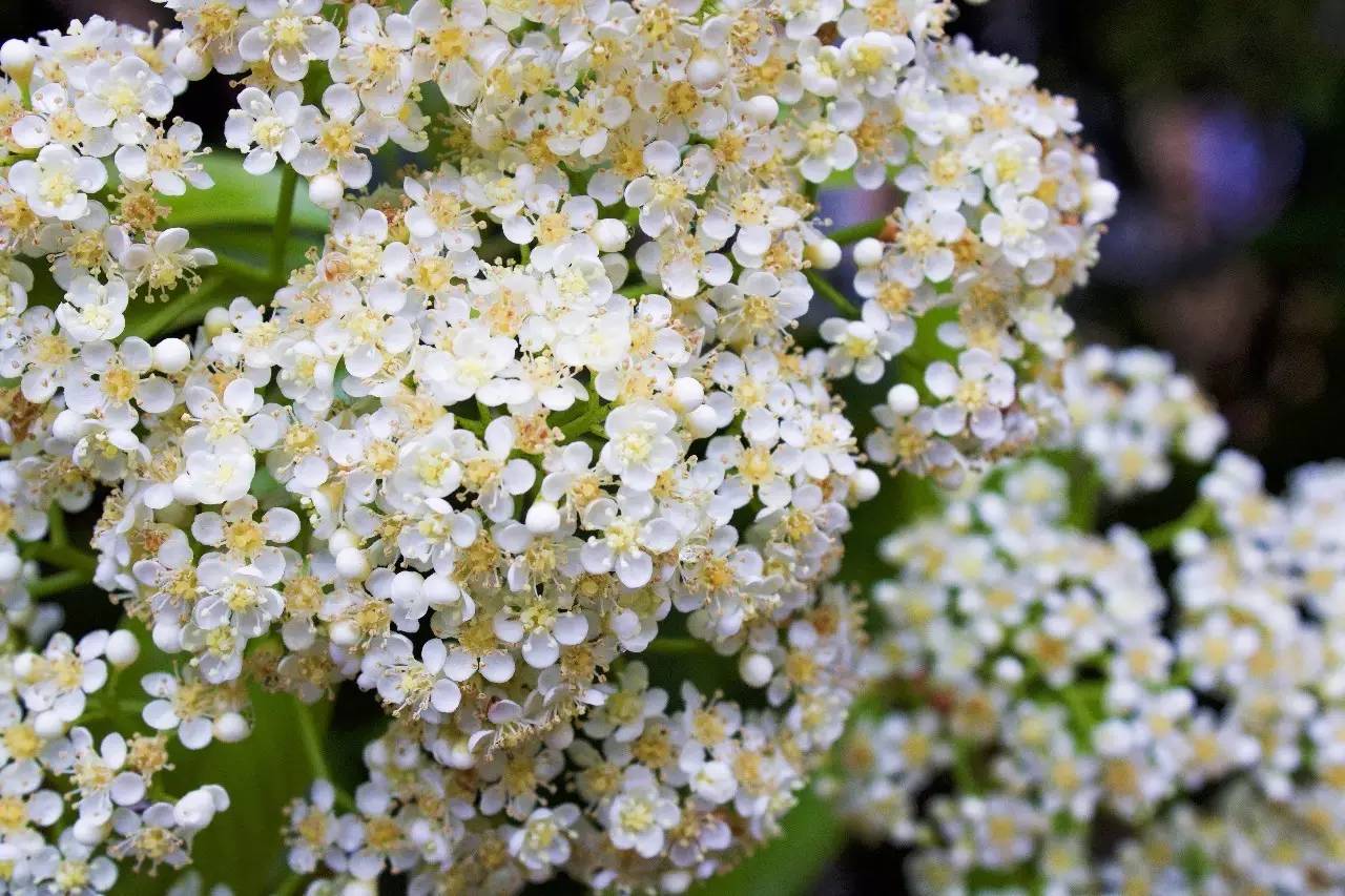 校园开启.avi模式，全因那石楠花开