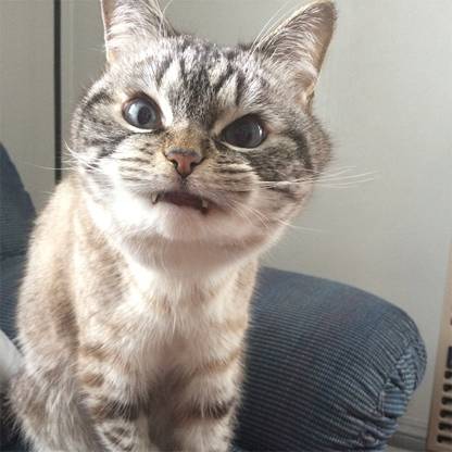 喵对你眨眼睛,猫咪爱上你的套路