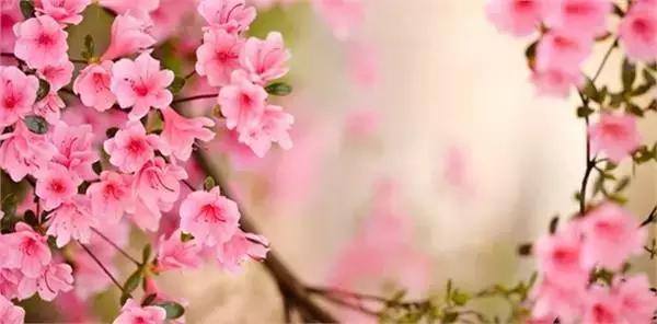 美爆了春天好去处,天津春天赏花的地方有哪些推荐