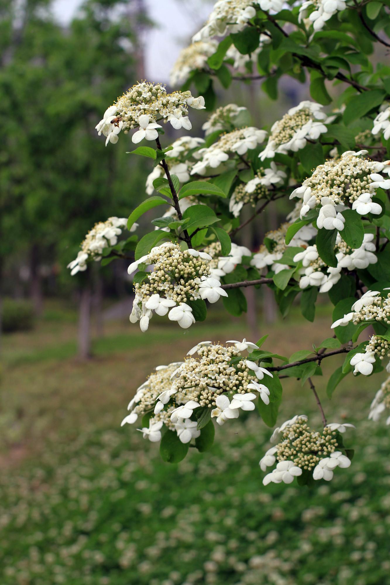 《本草》植物志之琼花：隋炀帝的生死劫