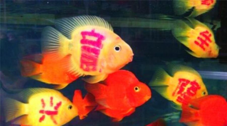 不良商家卖鱼添加有毒物品,无良奸商加工的恶心食品