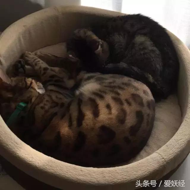 爱妖经|开春了,来锅猫吧