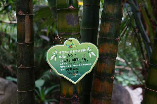 呀诺达热带雨林公园票价,呀诺达热带雨林景区官网